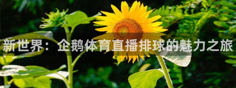 说球帝直播在线观看高清免费：新世界：企鹅体育直播排球的魅力之旅